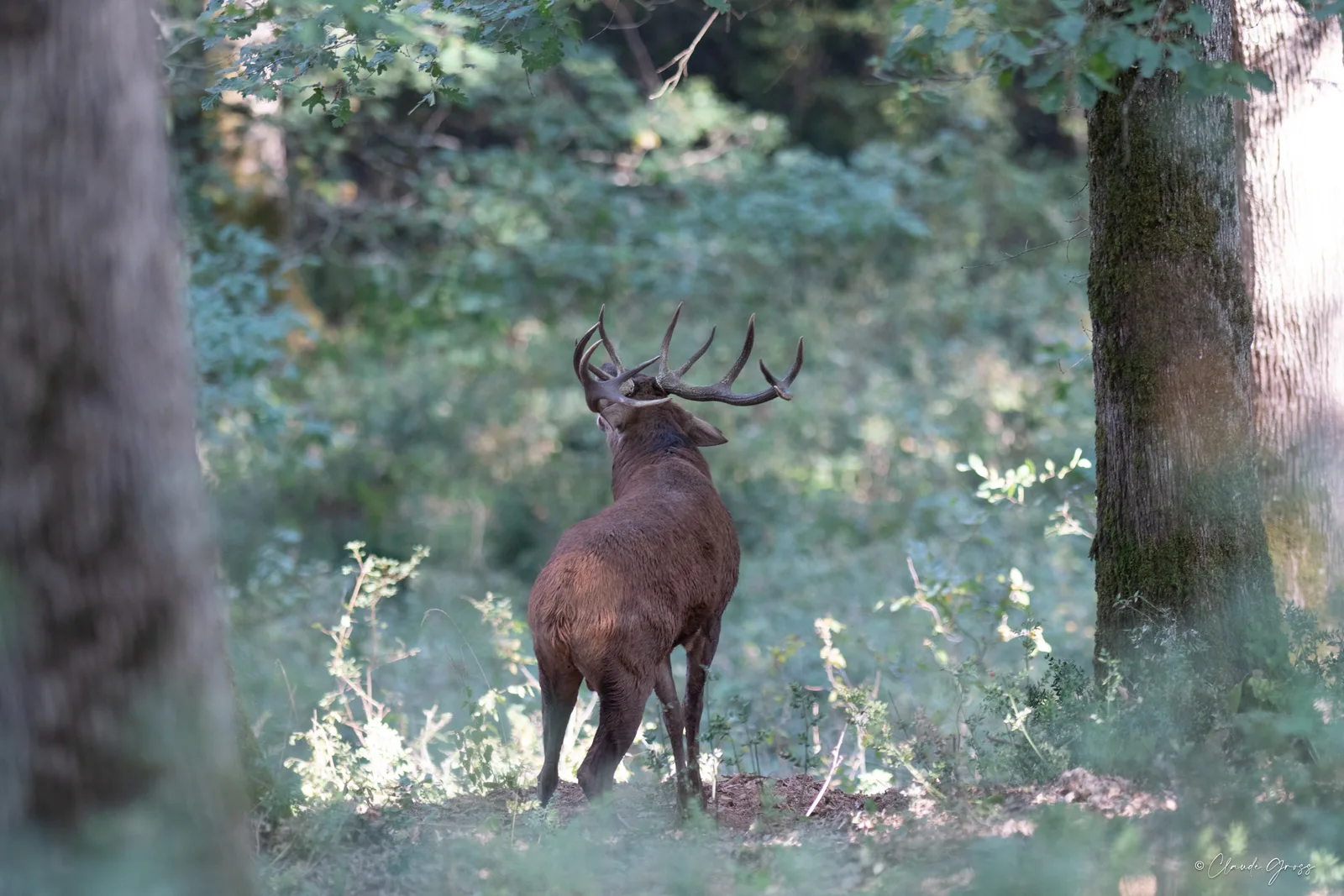 Cerf