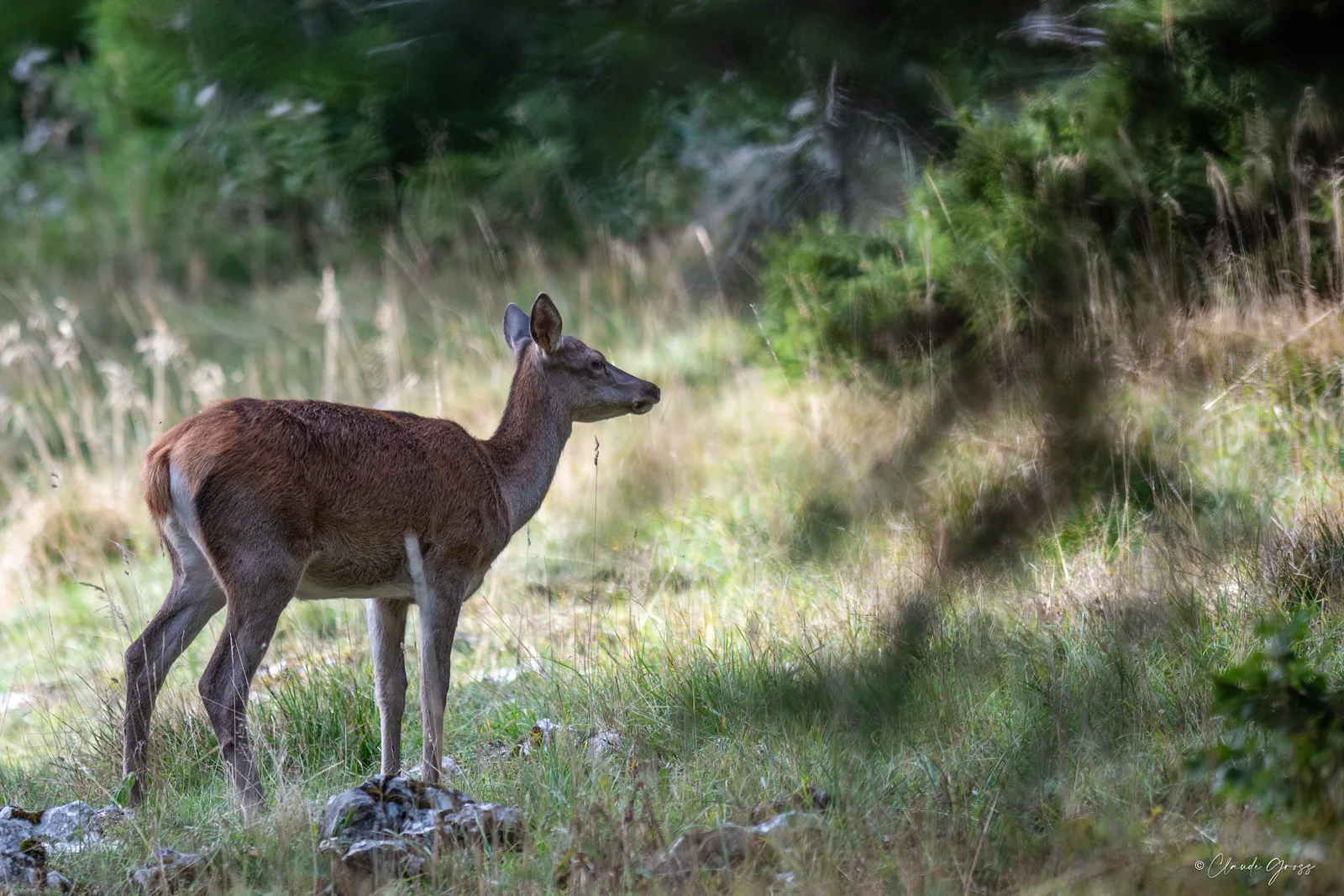 Cerf