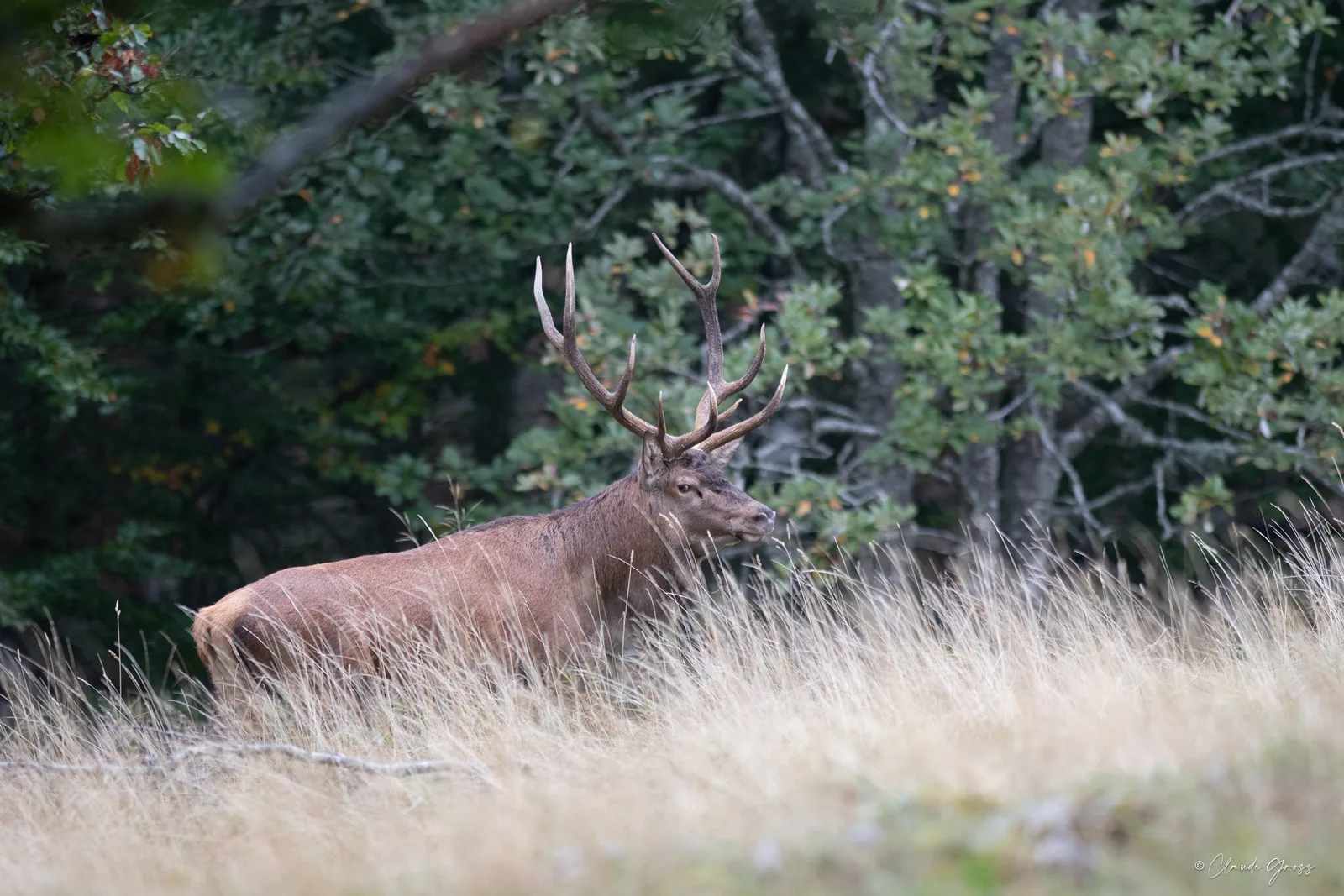 Cerf
