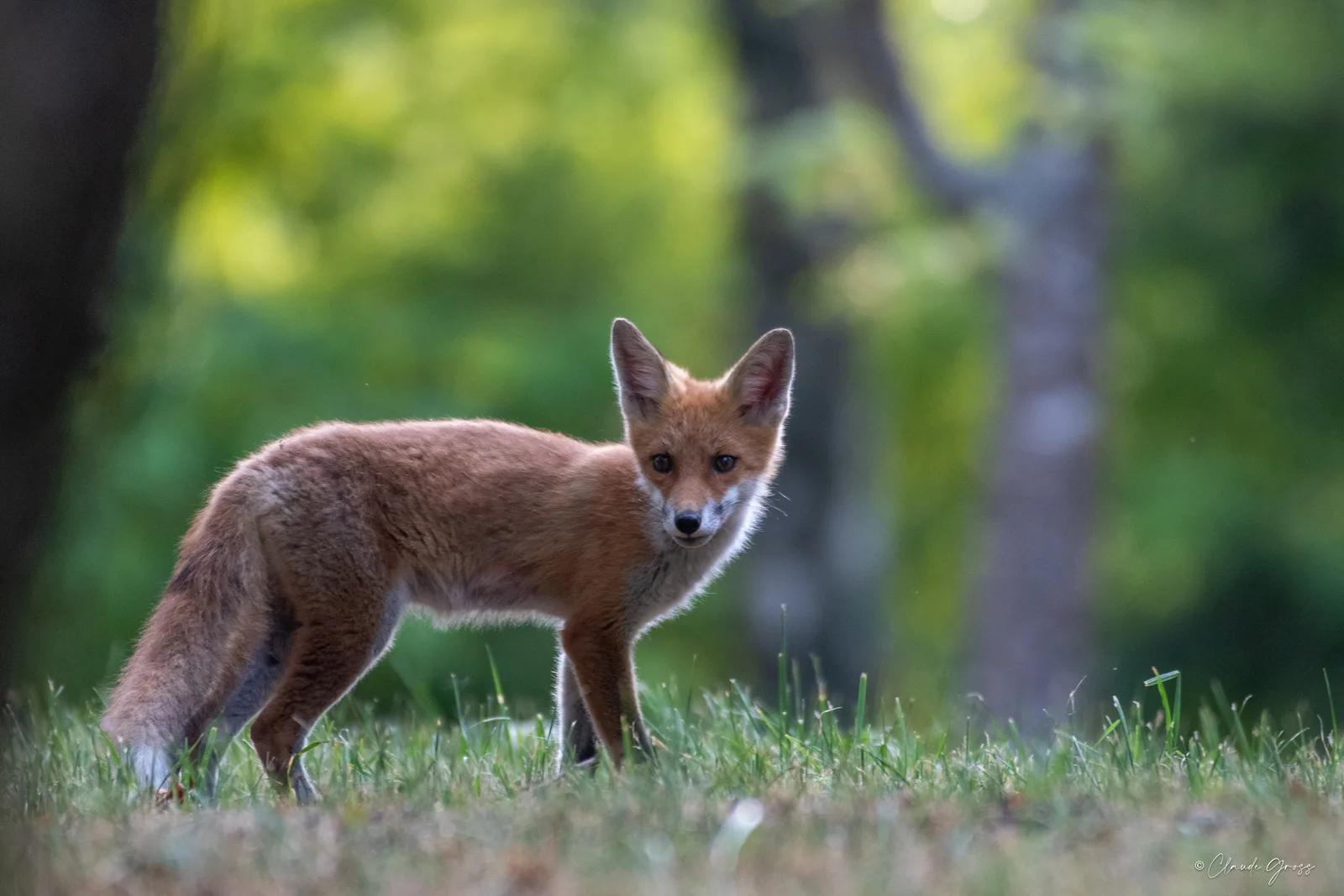 Renard roux