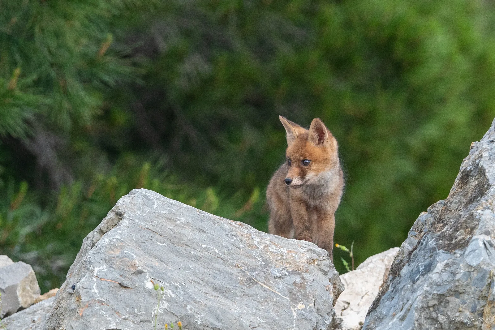 Renard roux