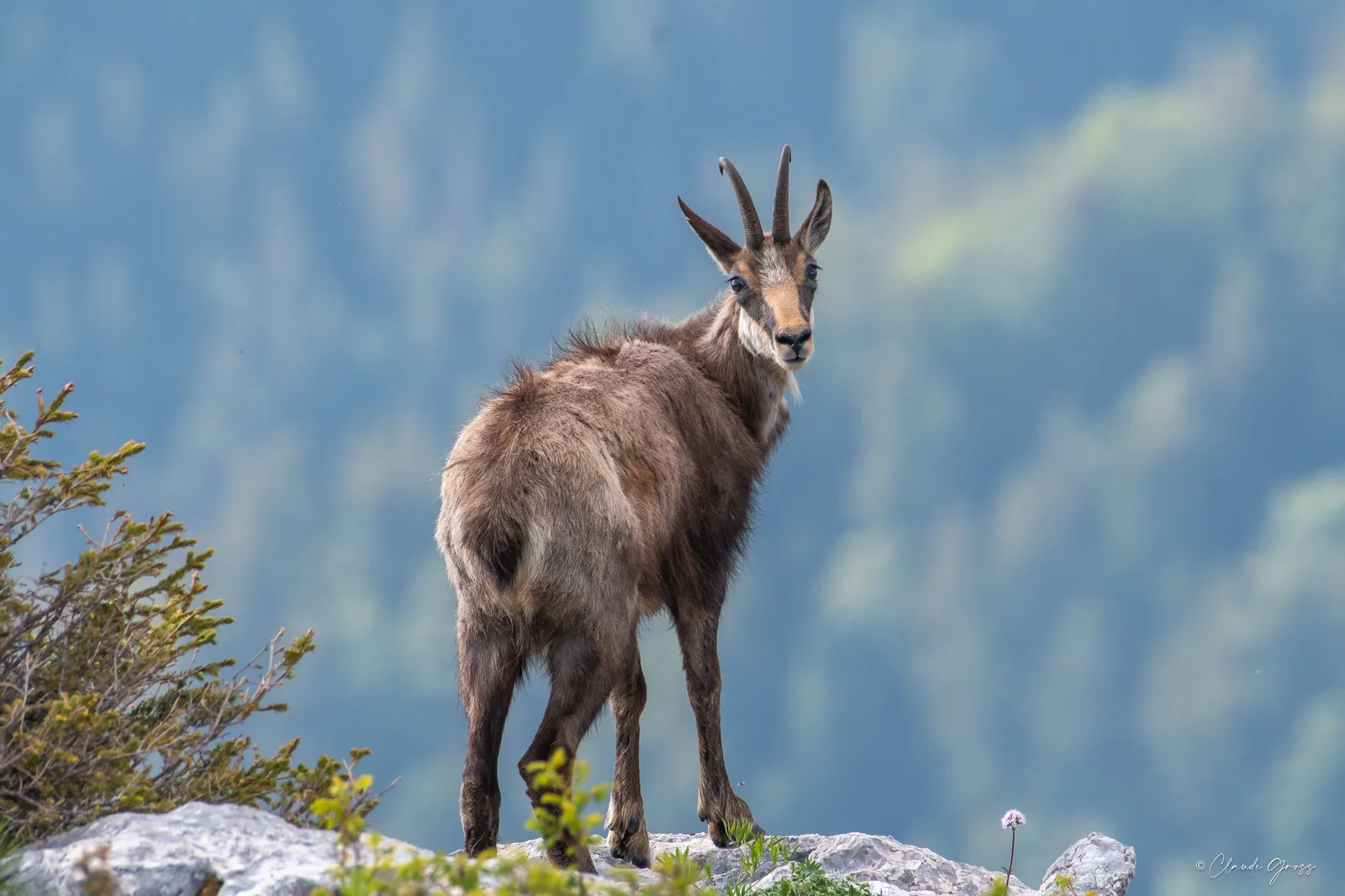 Chamois