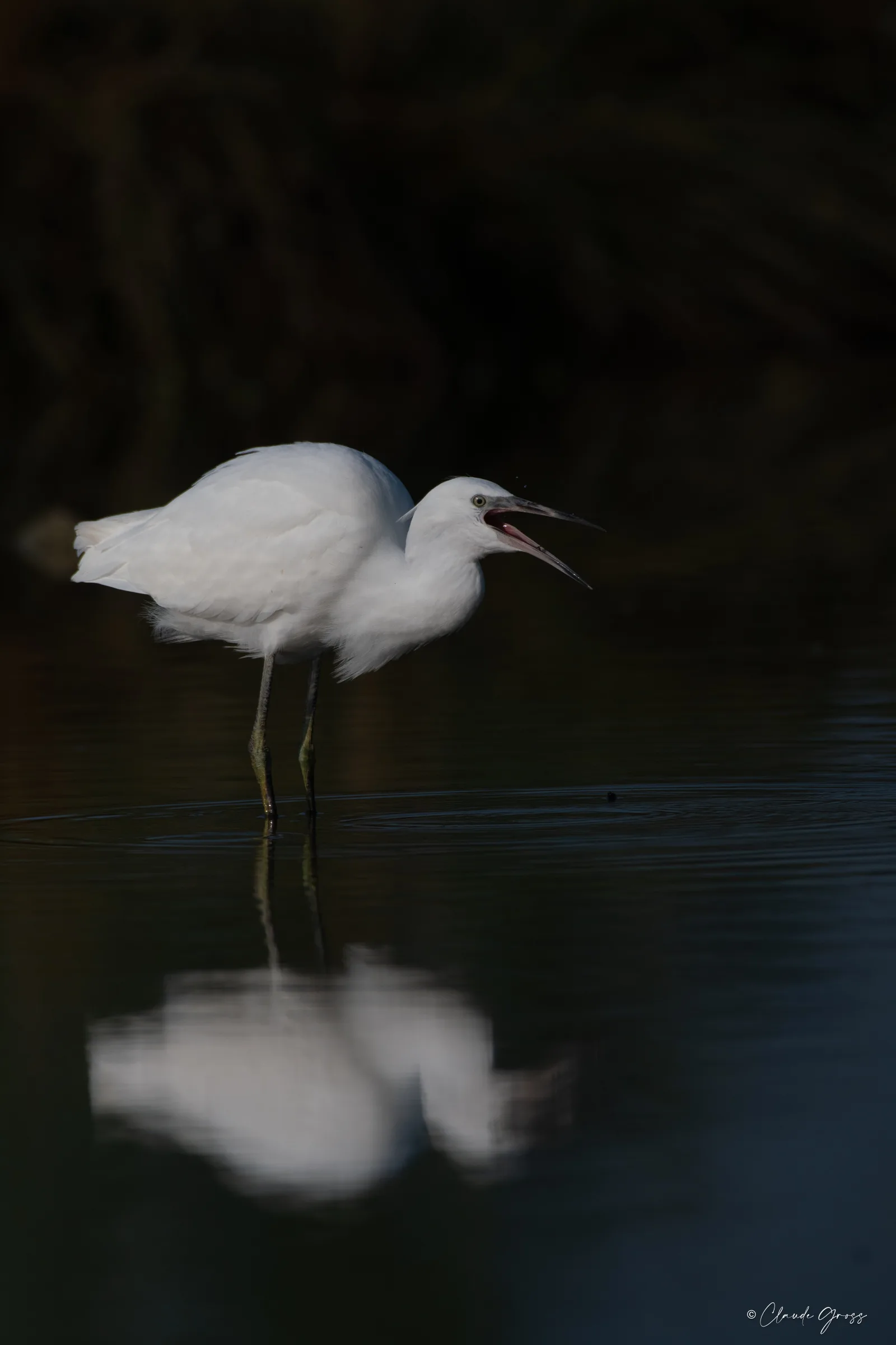 Aigrette garzette