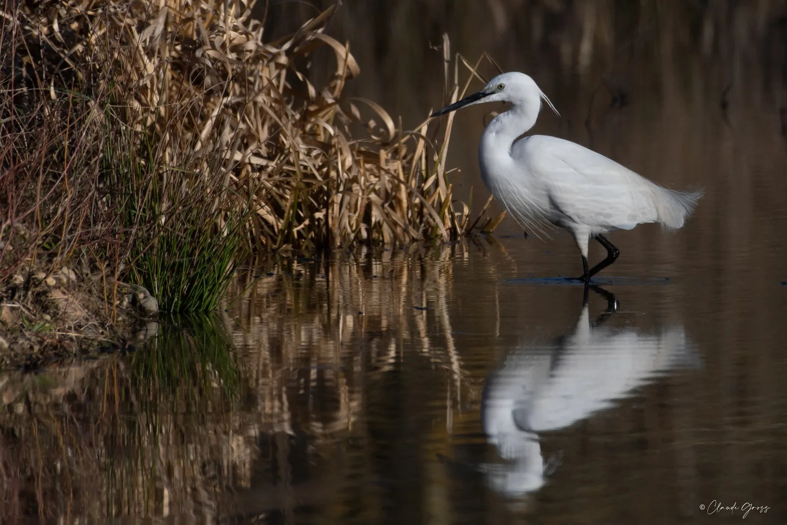 Aigrette garzette