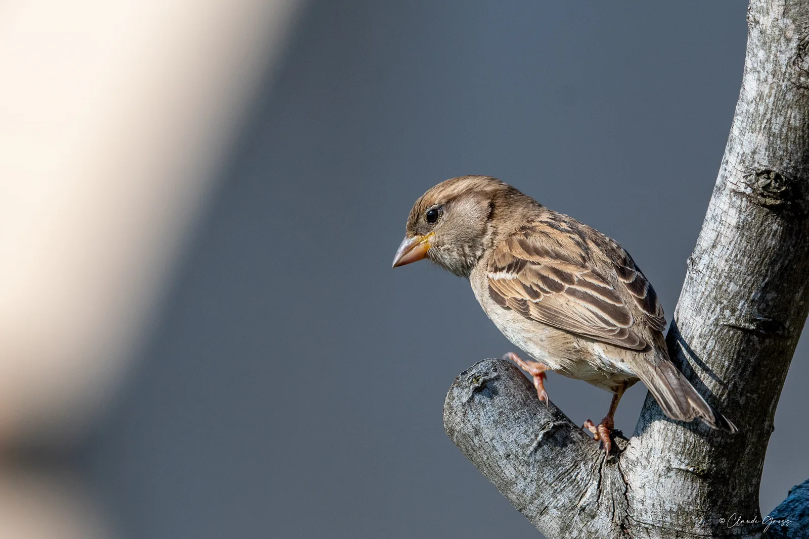 Moineau domestique