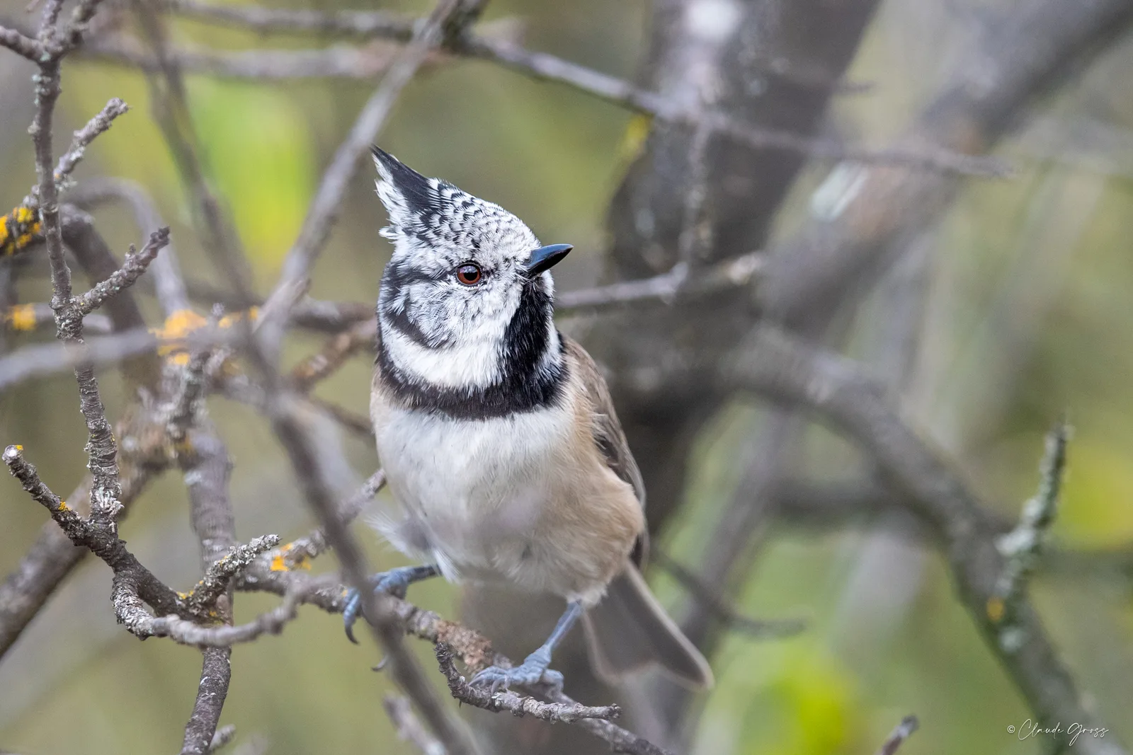 Mésange huppée