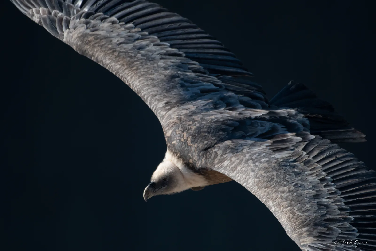 Vautour fauve