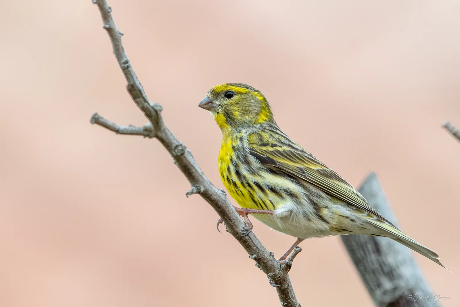 Serin cini