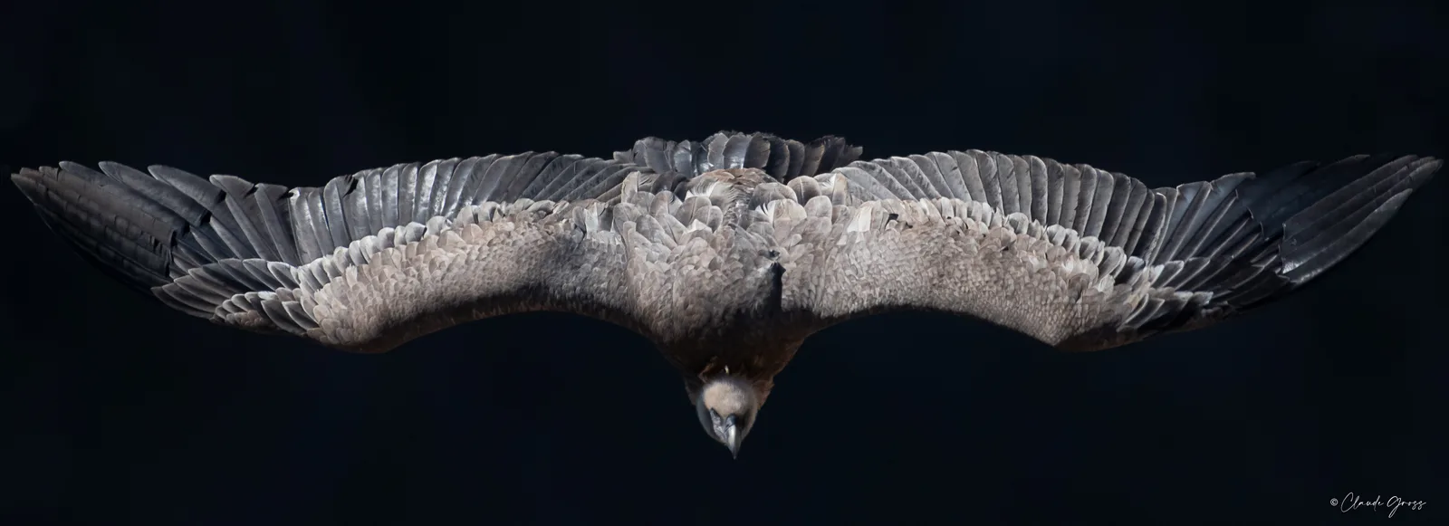 Vautour fauve