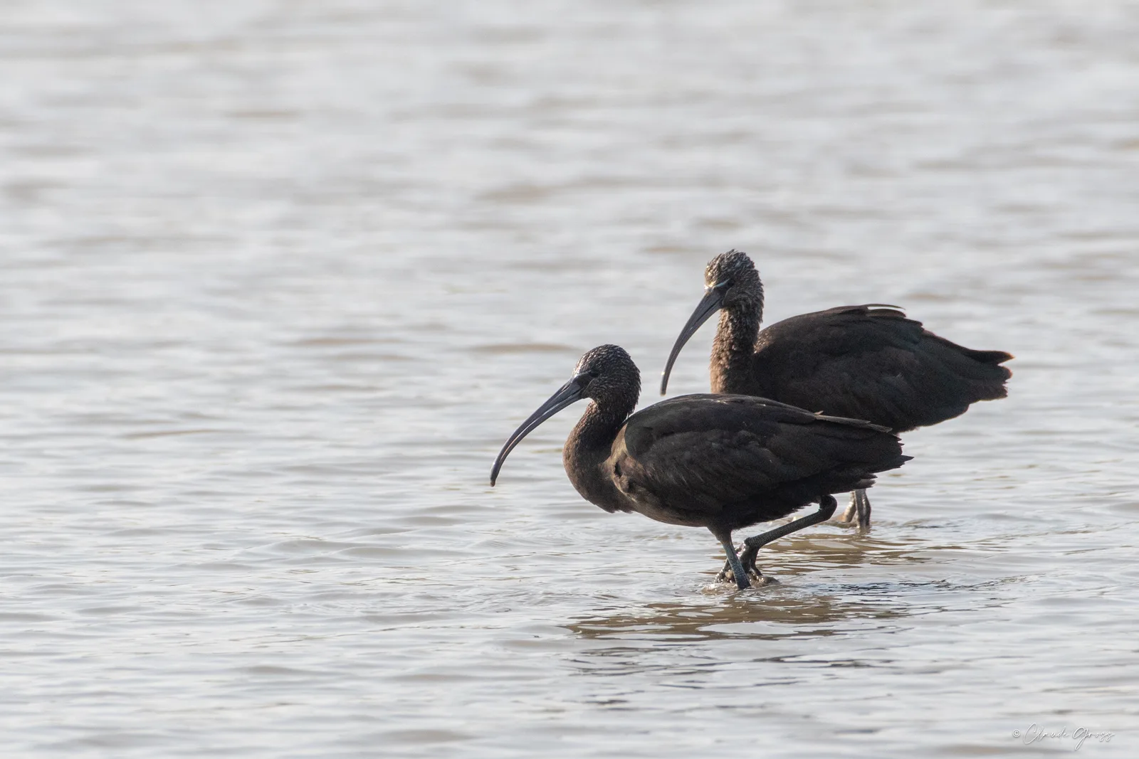 Ibis falcinelle