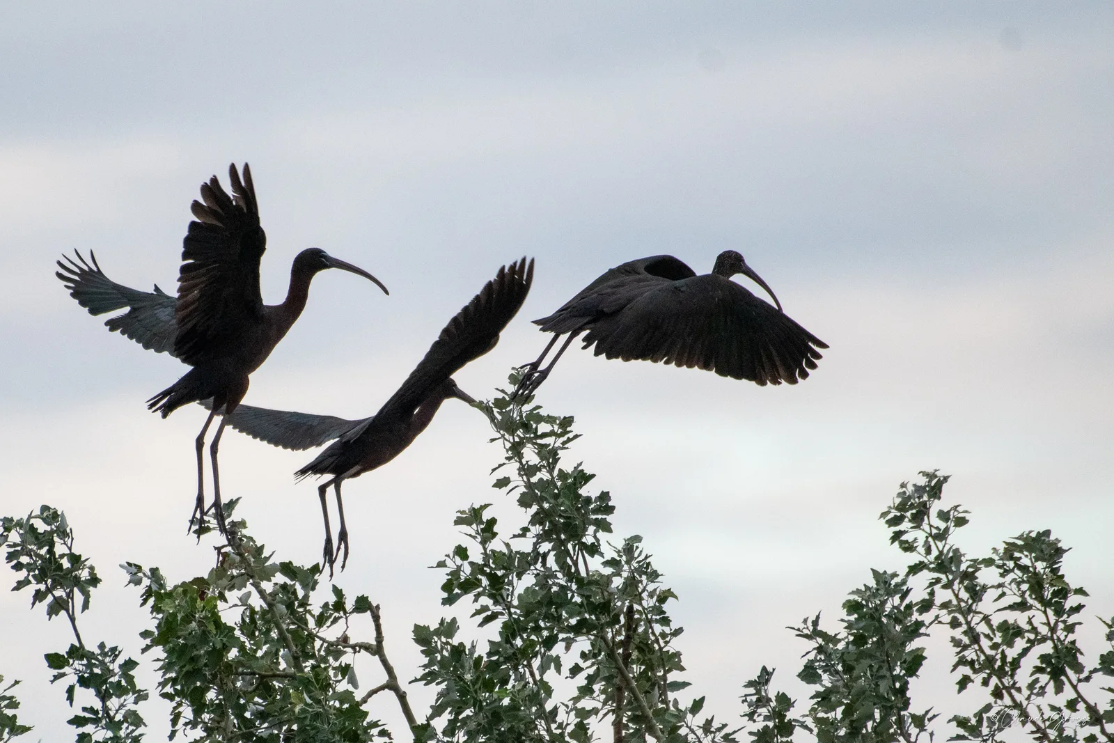 Ibis falcinelle