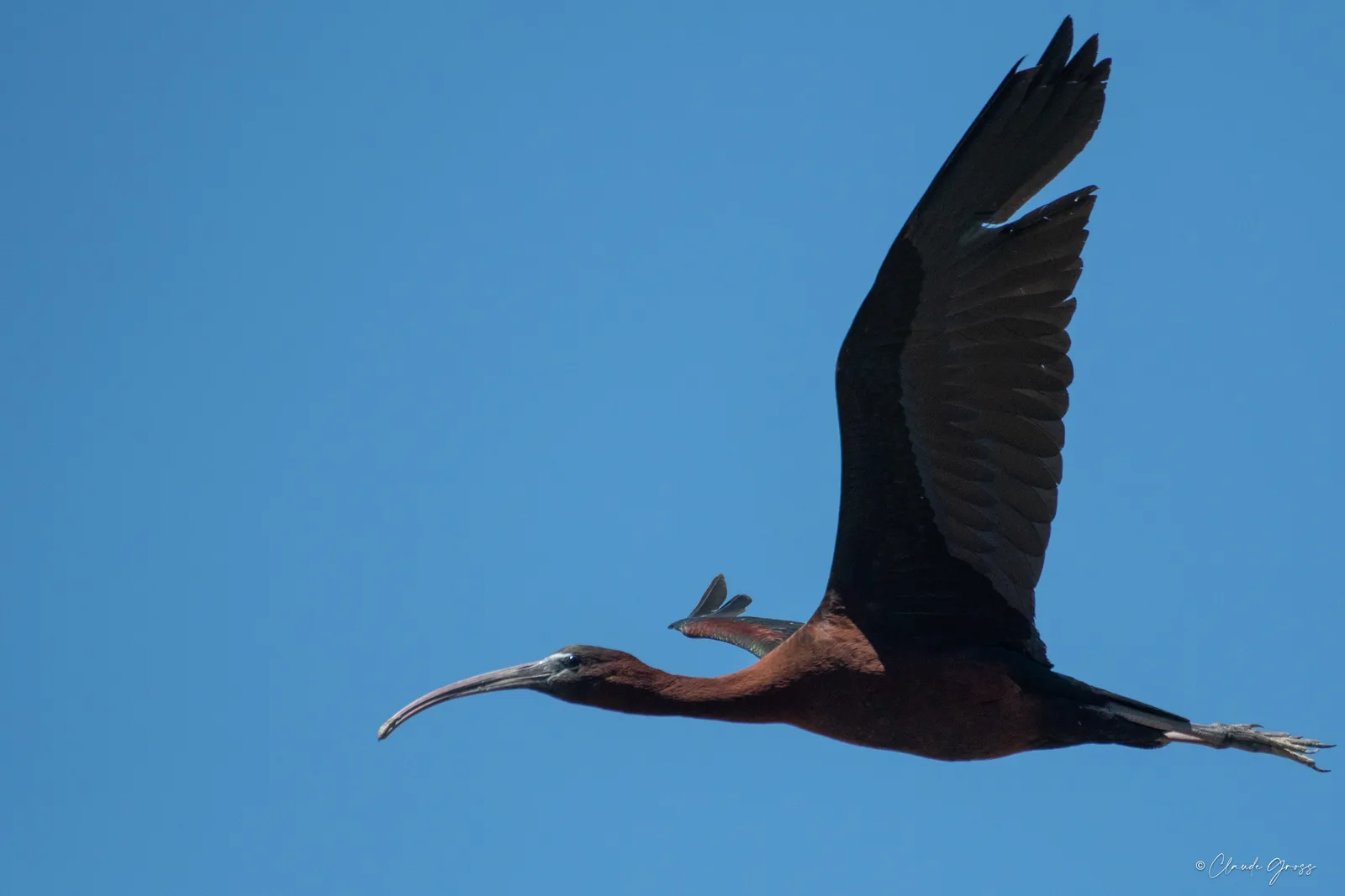 Ibis falcinelle