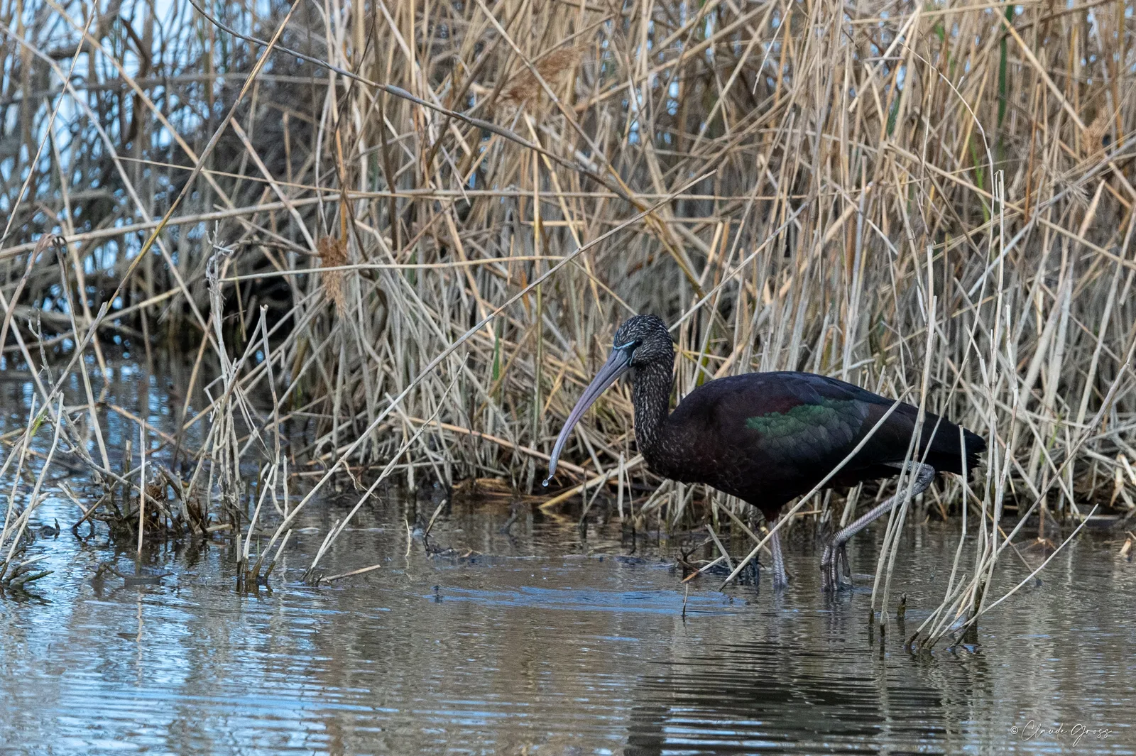 Ibis falcinelle