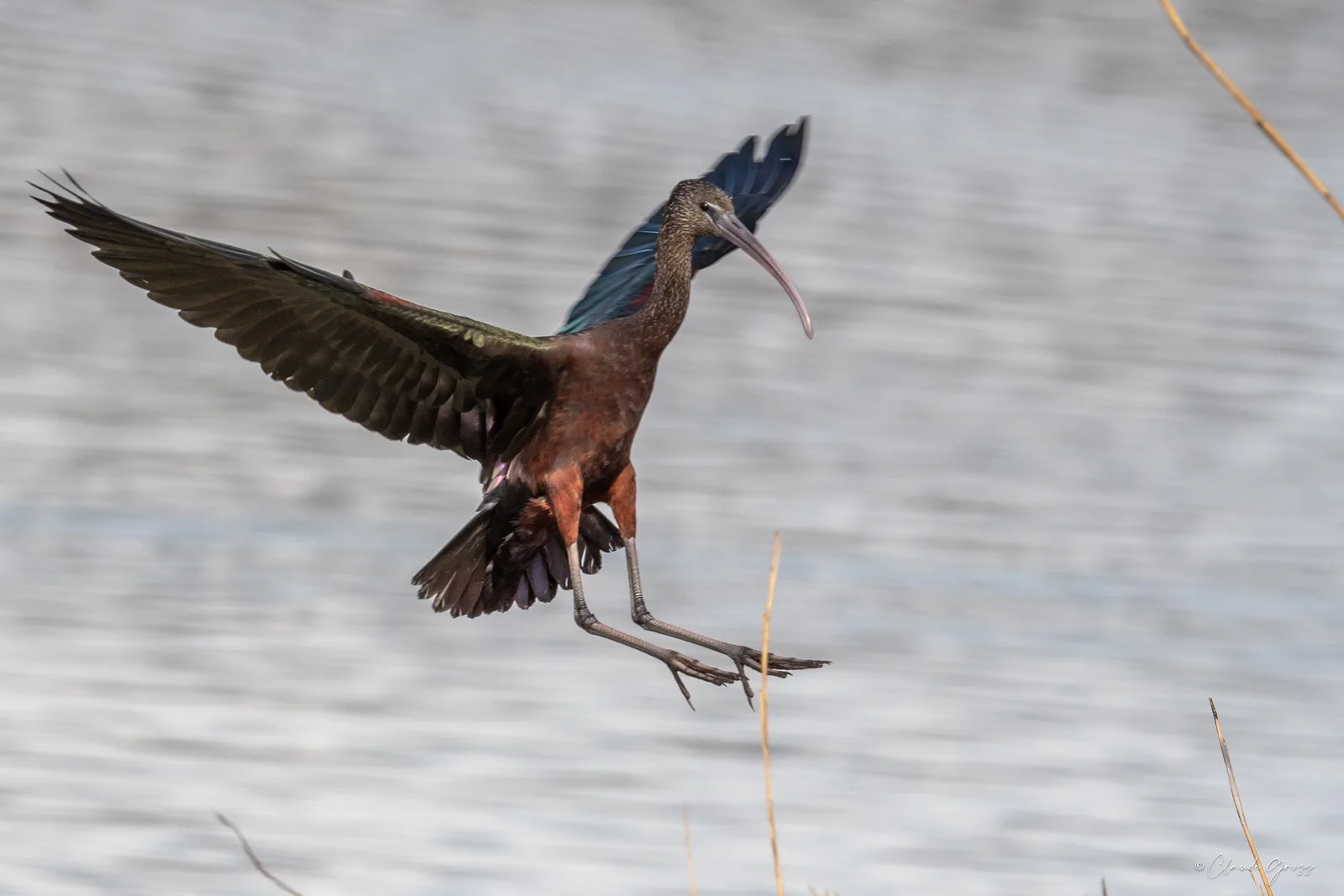Ibis falcinelle