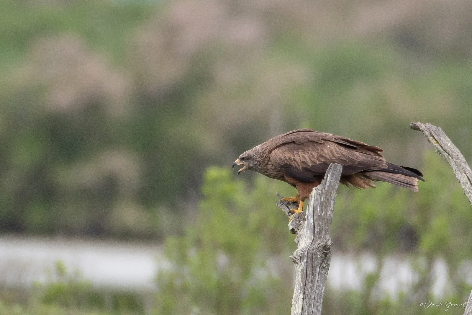 Milan noir