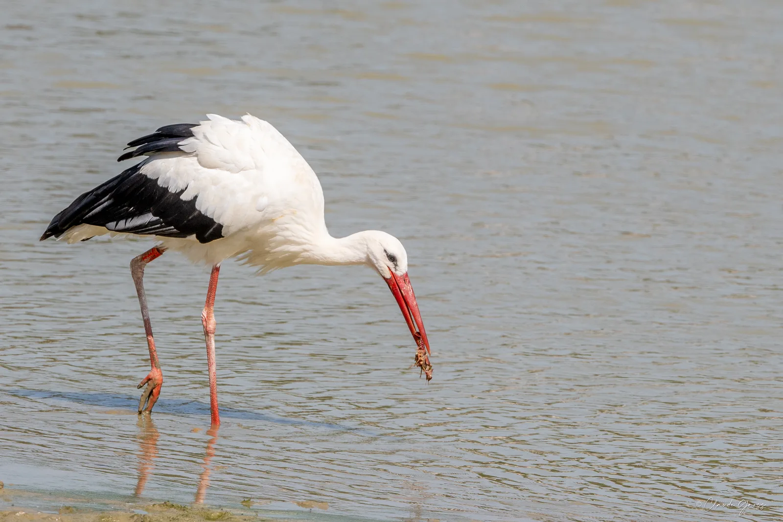 Cigogne blanche