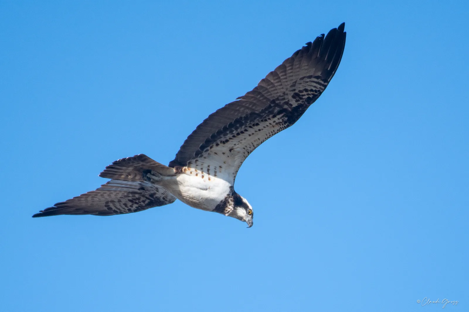 Balbuzard pêcheur