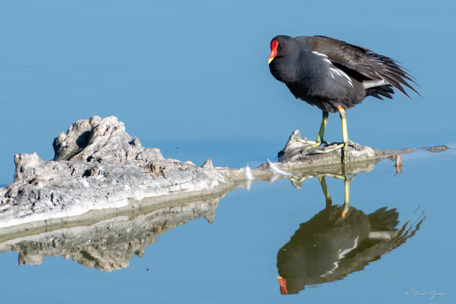 Galinule poule d'eau