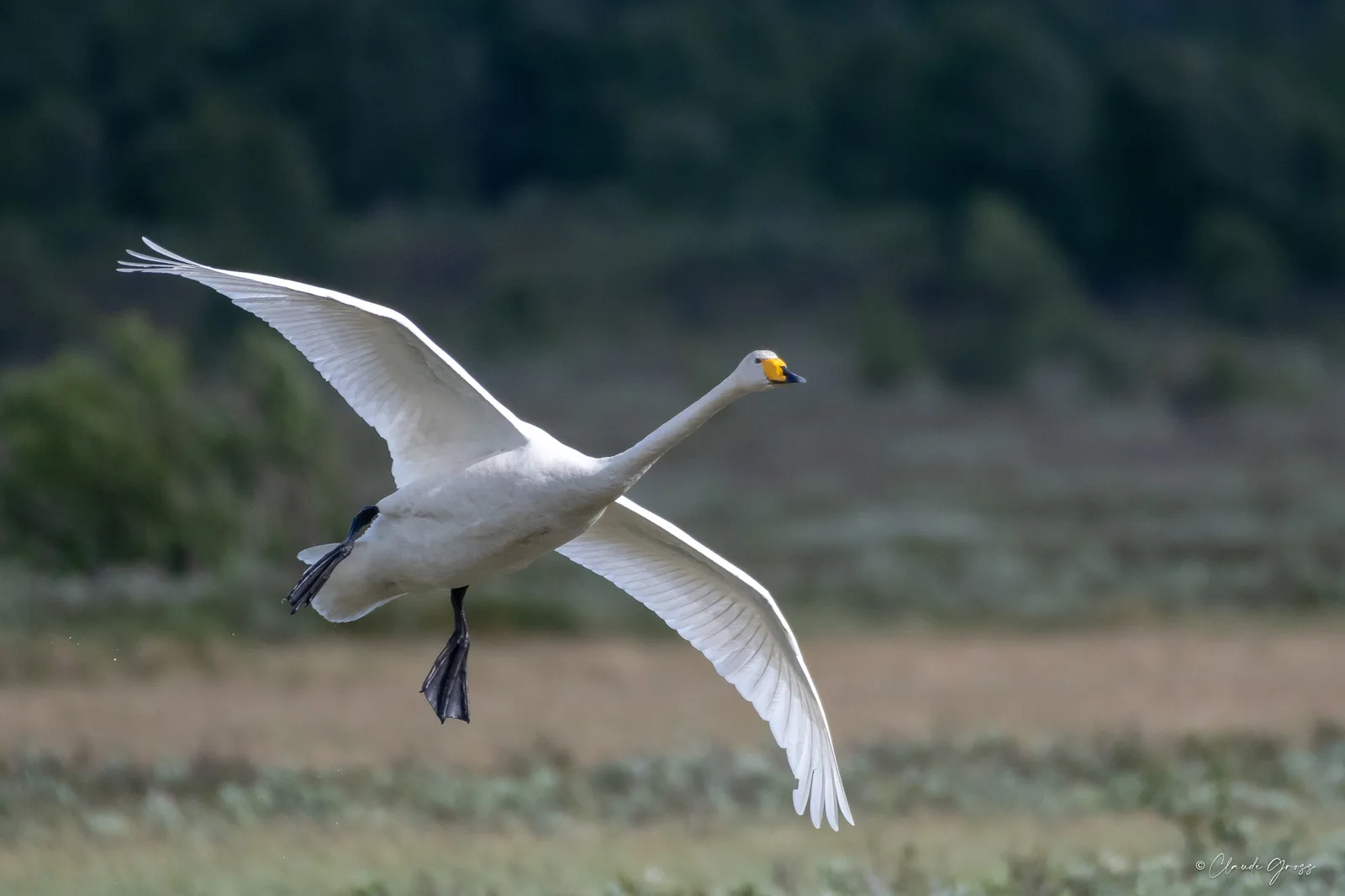 Cygne chanteur