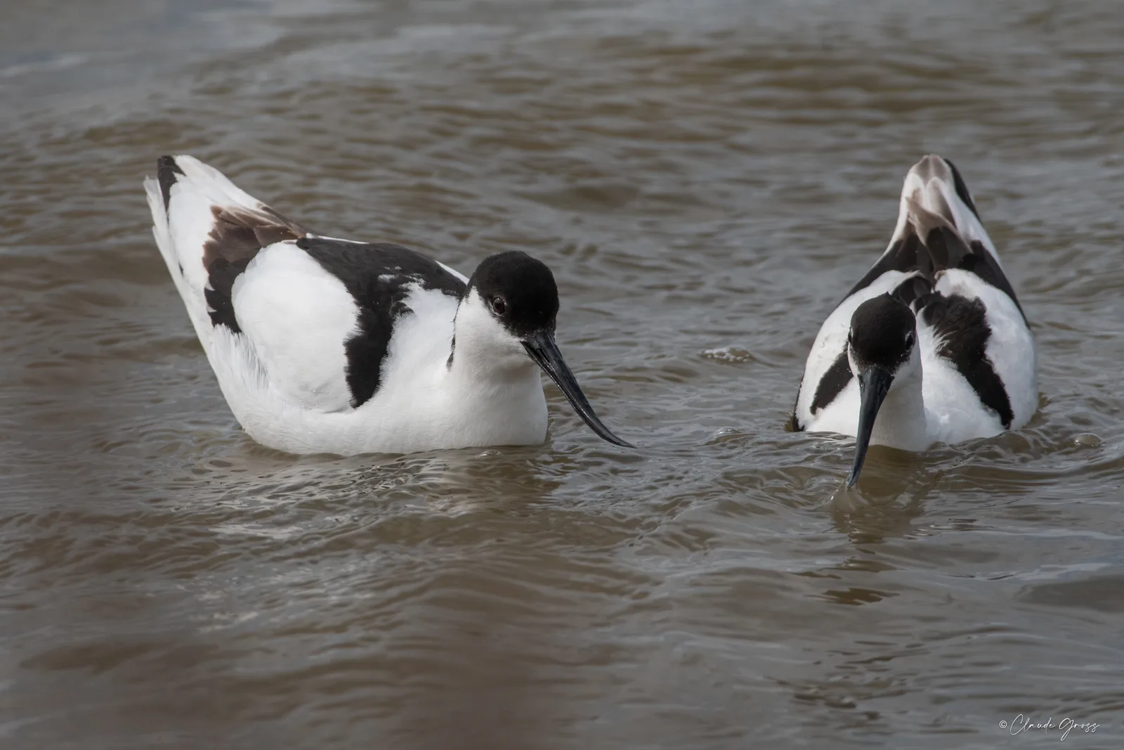 Avocette élégante