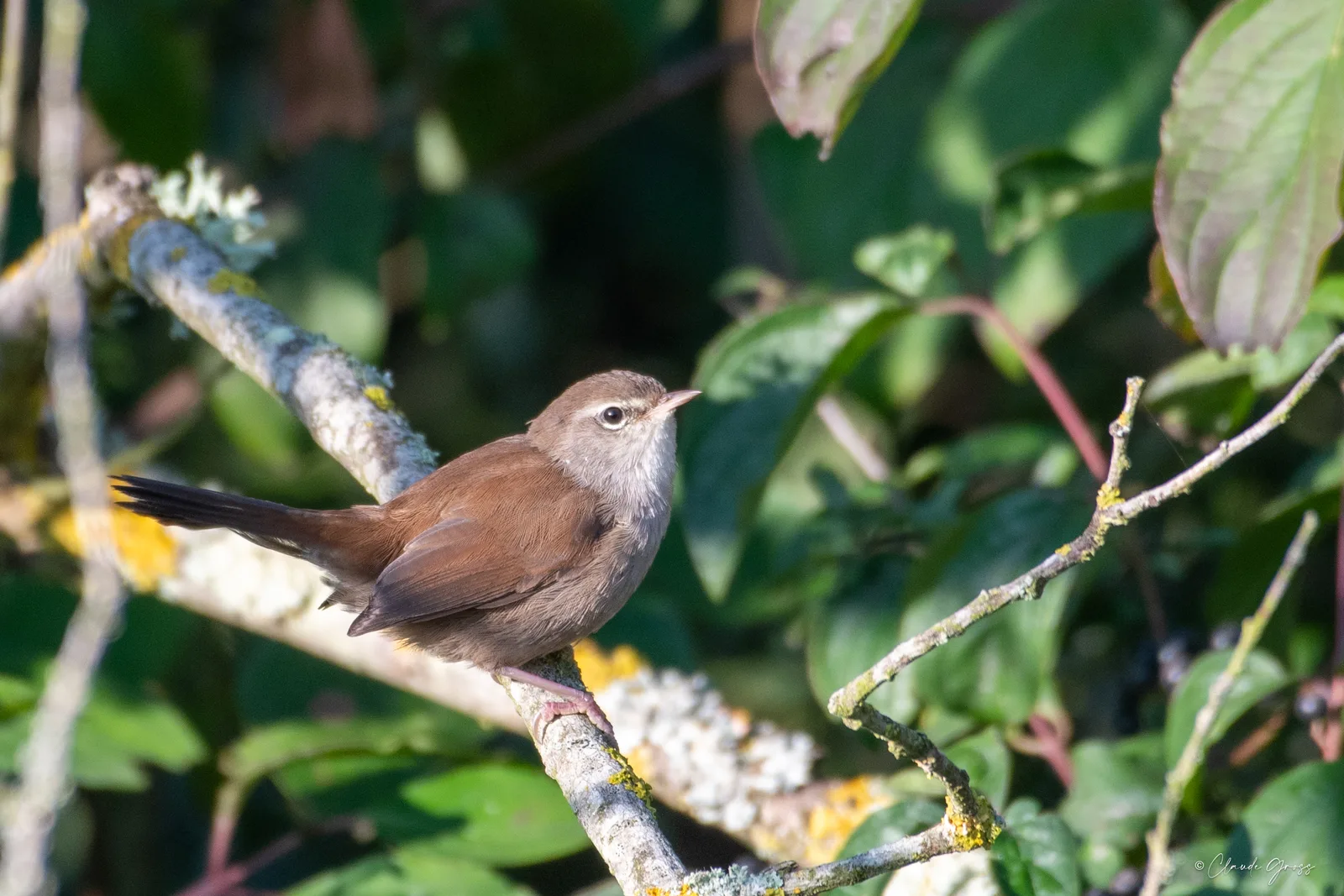 Bouscarle de Cetti