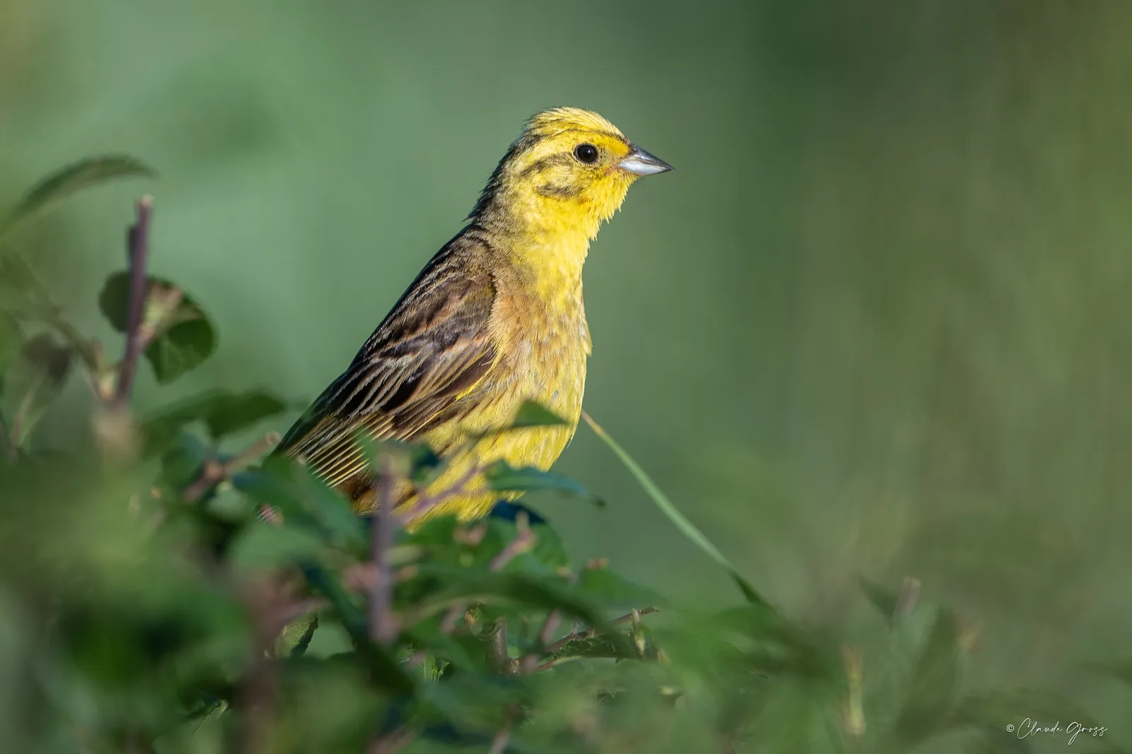 Bruant jaune