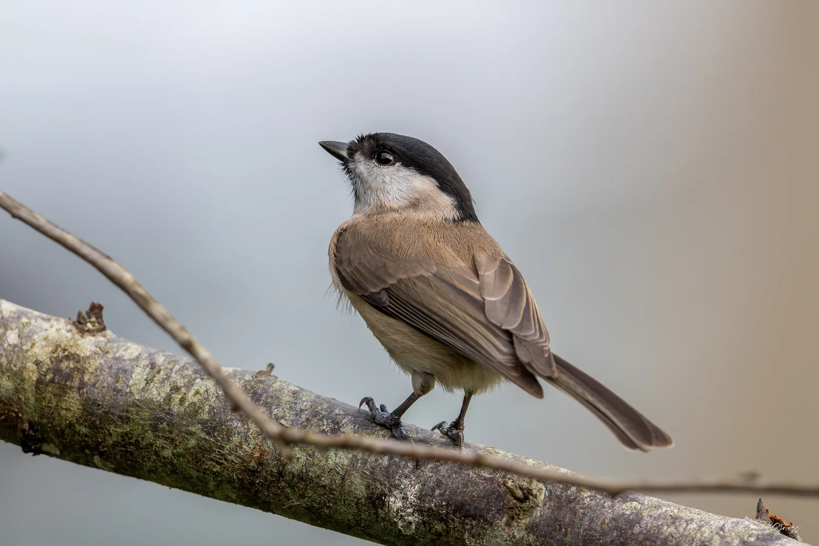 Mésange nonnette