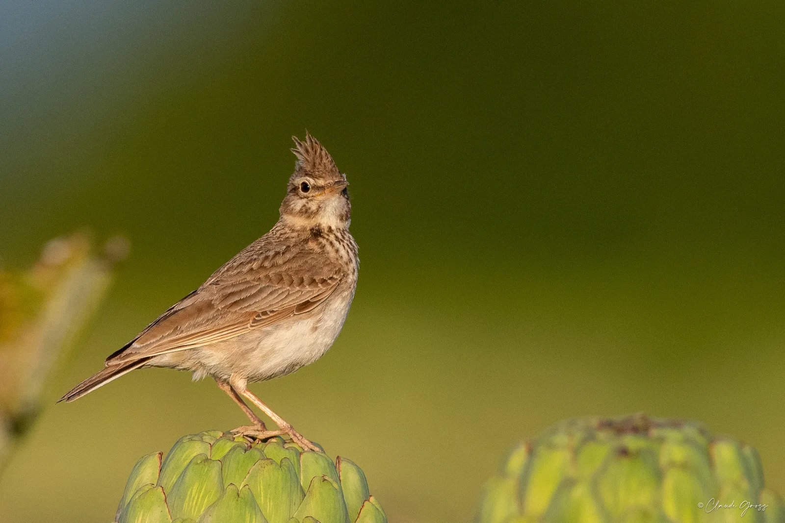 Cochevis huppé