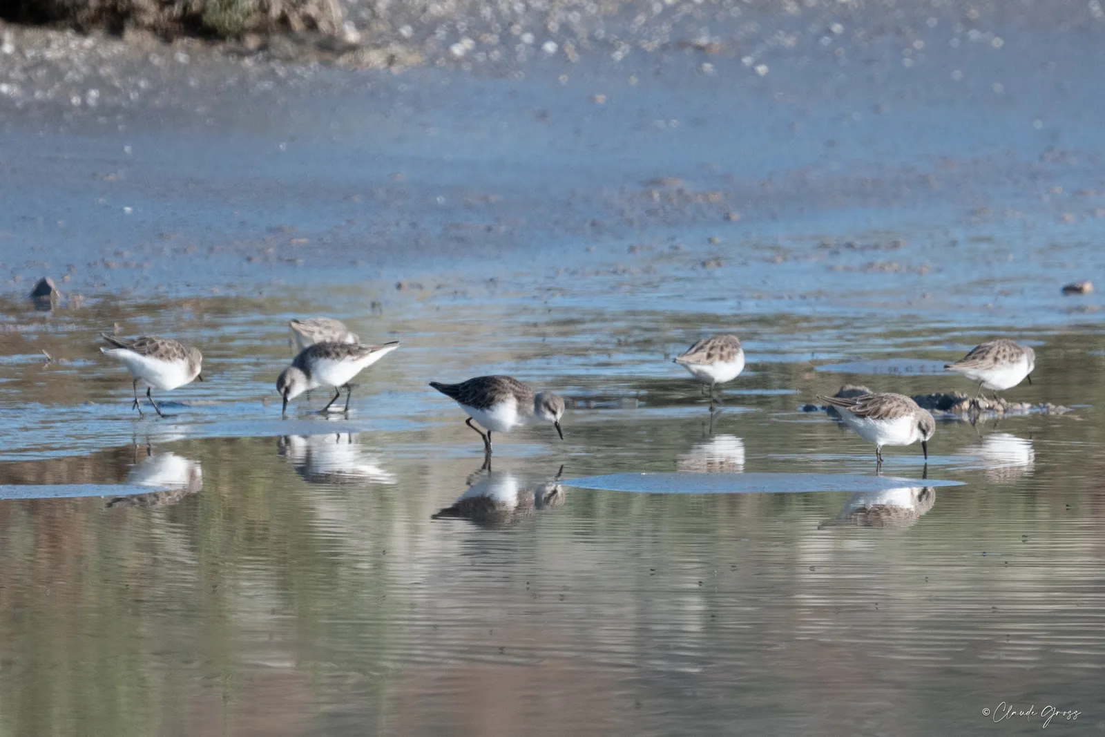 Bécasseau variable