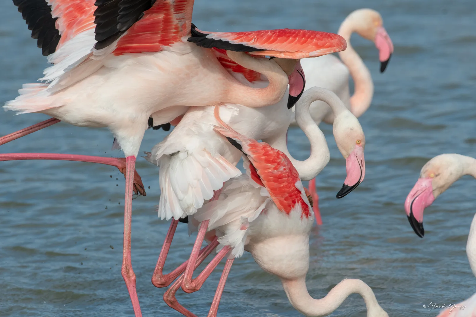 flamant rose