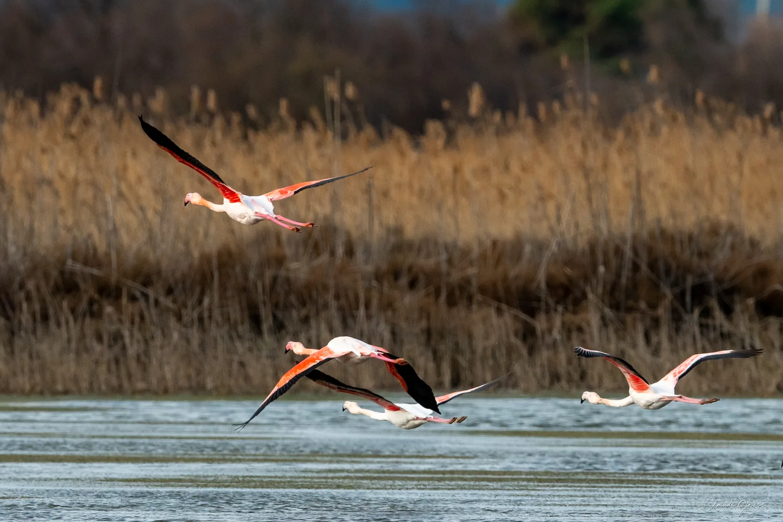 Flamant rose