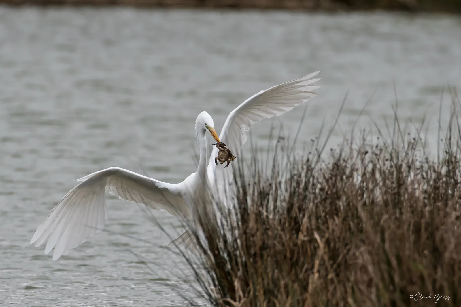 Grande aigrette