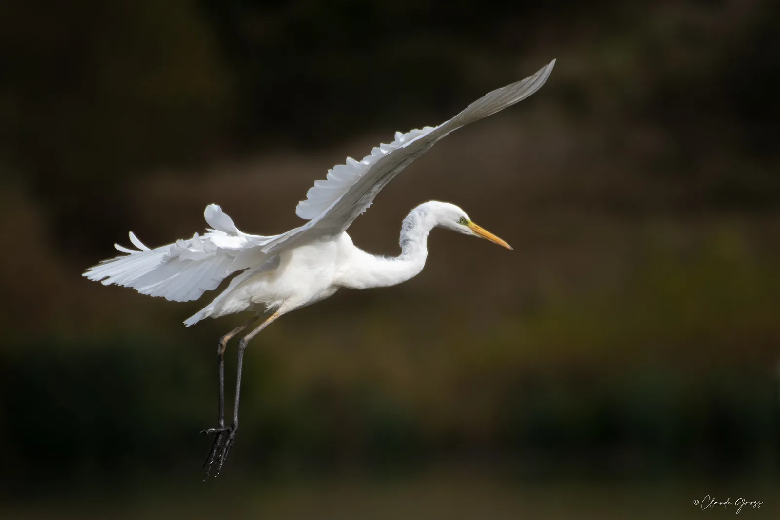 Grande aigrette