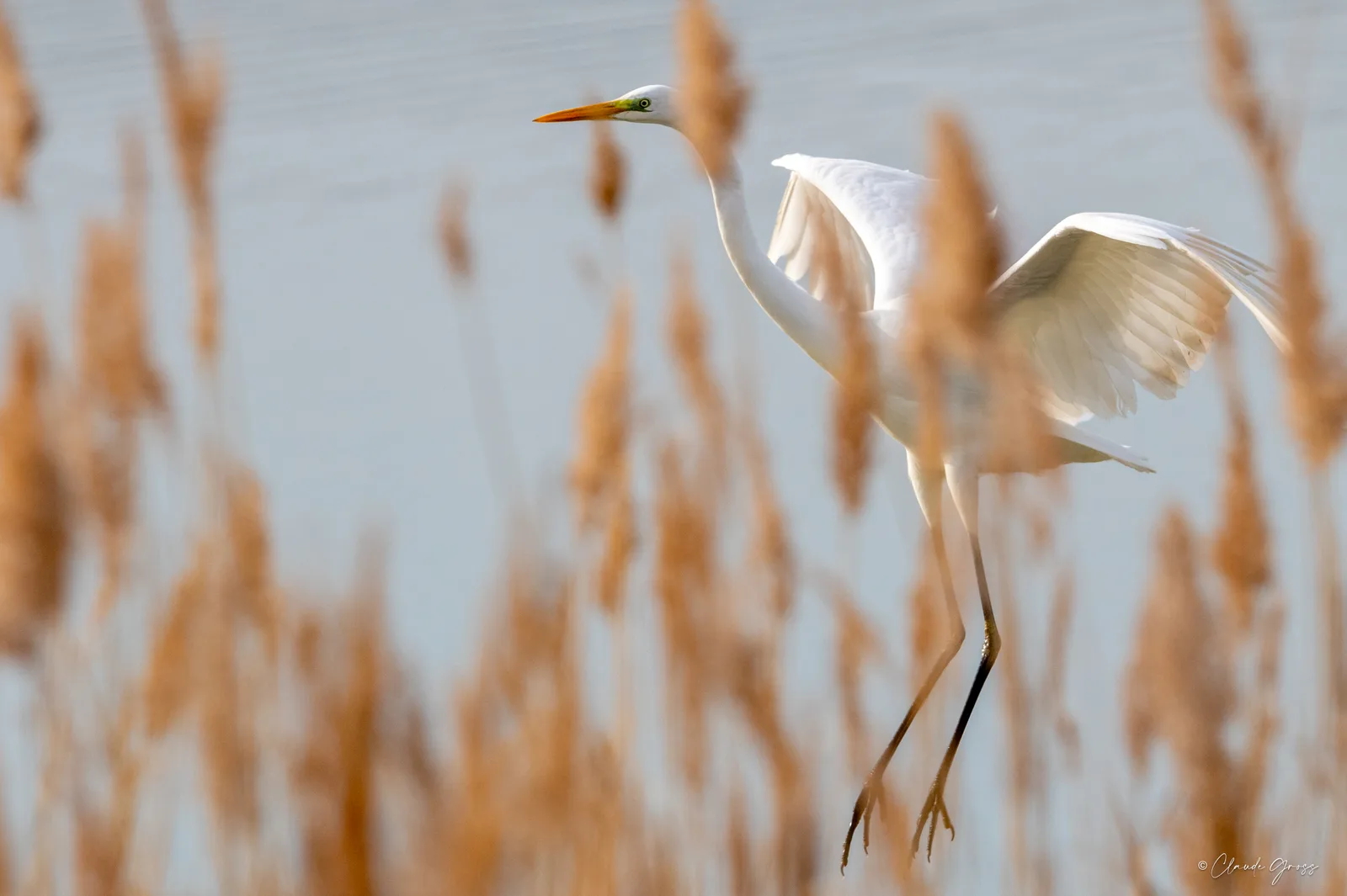Grande aigrette
