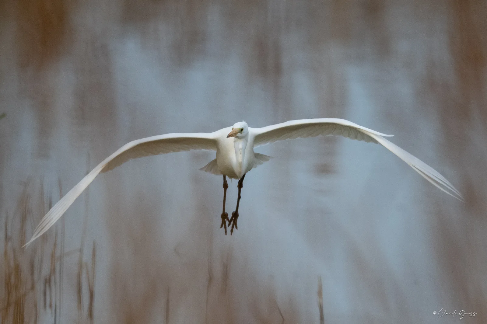 Grande aigrette