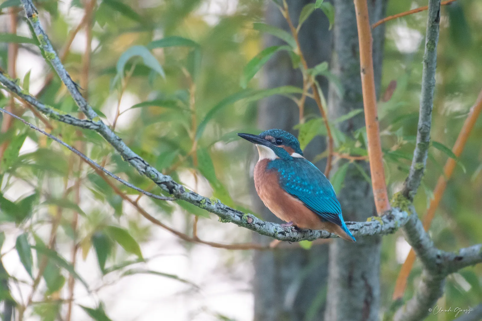 Martin pêcheur d'Europe