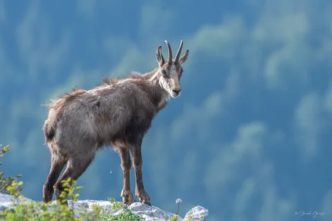 Chamois