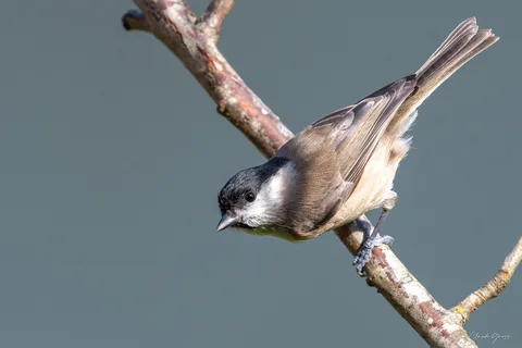 Mésange nonnette