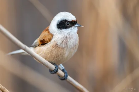 Rémiz penduline