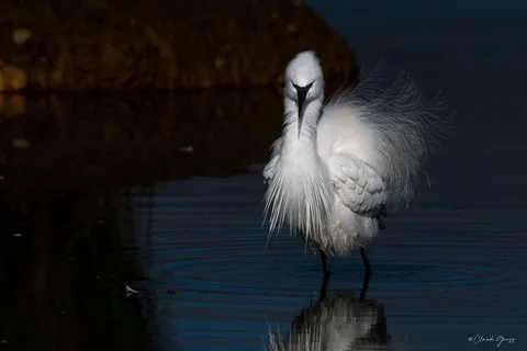 Aigrette garzette