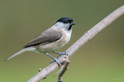 Mésange nonnette