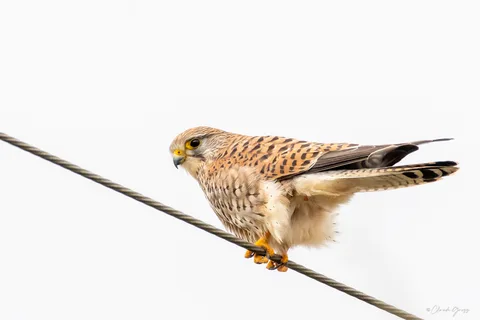 Faucon crécerelle