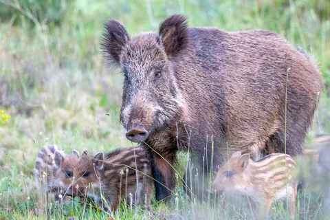 Sanglier