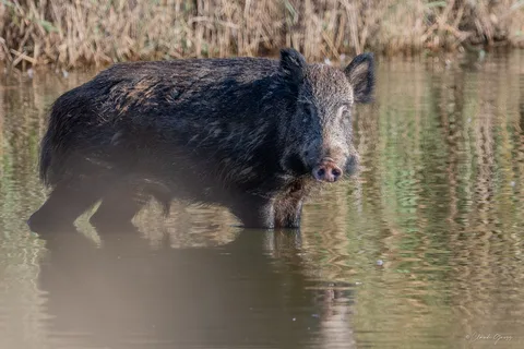 Sanglier