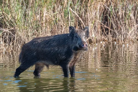 Sanglier