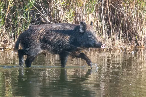 Sanglier