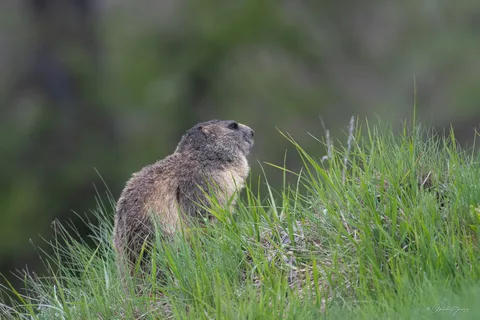 Marmotte des Alpes