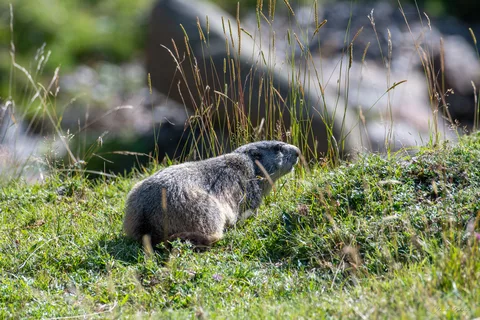 Marmotte des Alpes