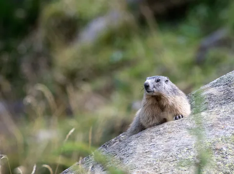 Marmotte des Alpes