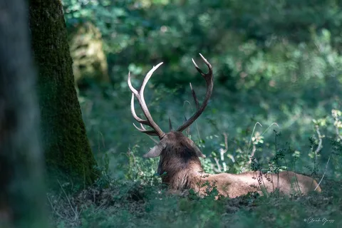 Cerf